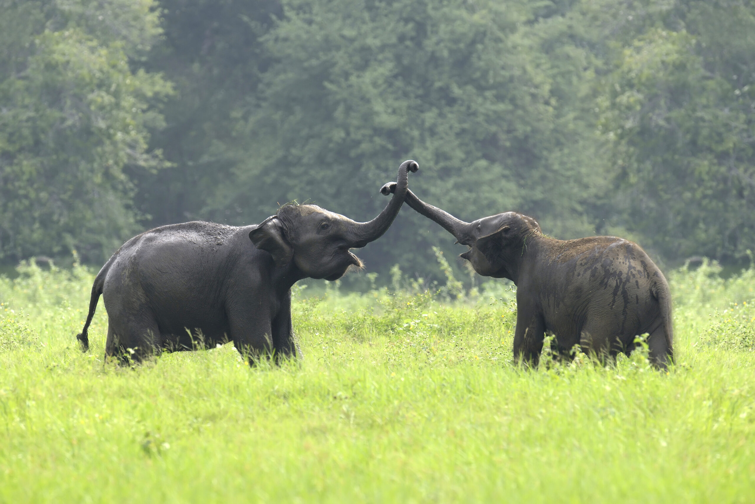 Elephants in National Park of Sri Lanka